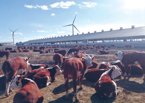 养殖转型草原美 种养结合路更宽 养殖转型草原美 种养结合路更宽
